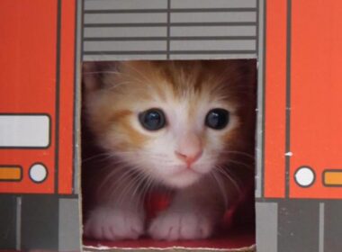 子猫の詰め合わせがかわい過ぎました【赤ちゃん猫　保護猫】