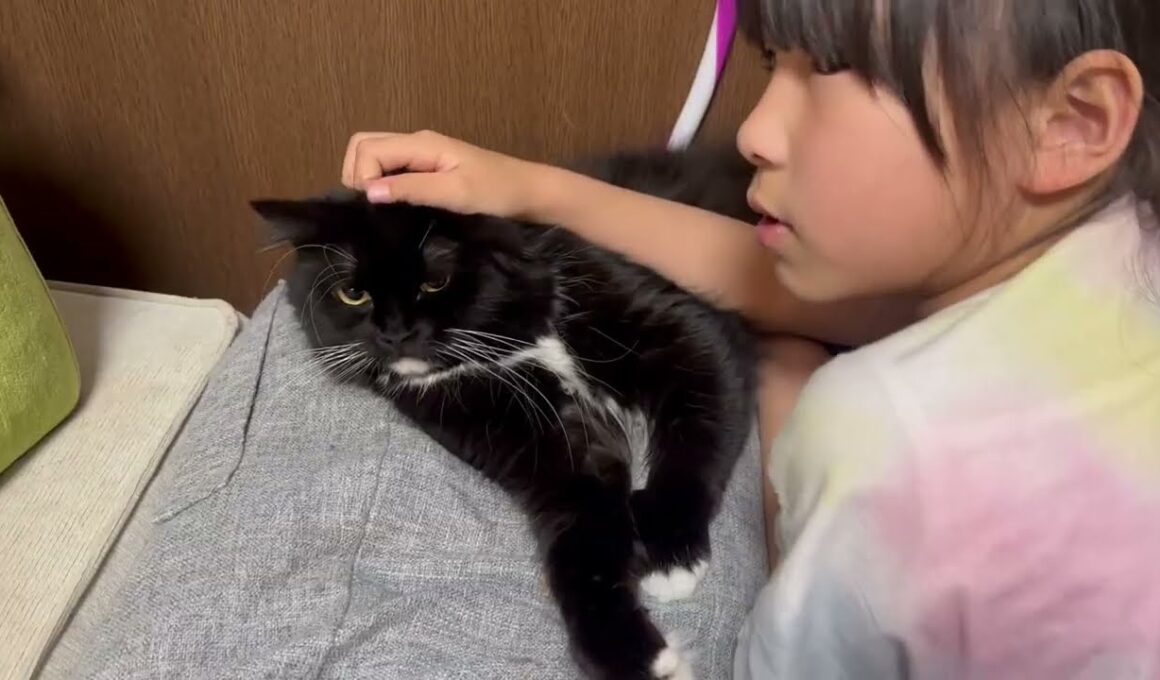 鳴いて甘える猫　ラガマフィンA cat meowing and seeking affection. Ragamuffin