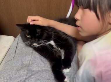 鳴いて甘える猫　ラガマフィンA cat meowing and seeking affection. Ragamuffin