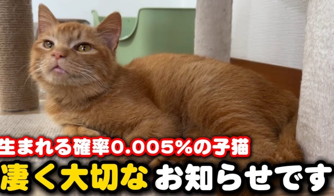 出生率20000分の1奇跡の子猫についてご報告です