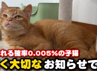 出生率20000分の1奇跡の子猫についてご報告です