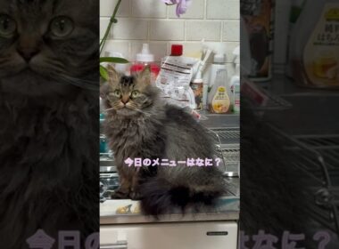 かわいいキッチン侵入猫 #cat #ねこ #猫のいる暮らし #shorts