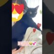 抱っこでゴキゲン🐈‍⬛黒猫ボンベイ　#cat #ねこ #ねこのいる生活 #ねこのいる暮らし #ねこ動画 #猫 #猫好きさんと繋がりたい #かわいい #癒やし #甘えん坊