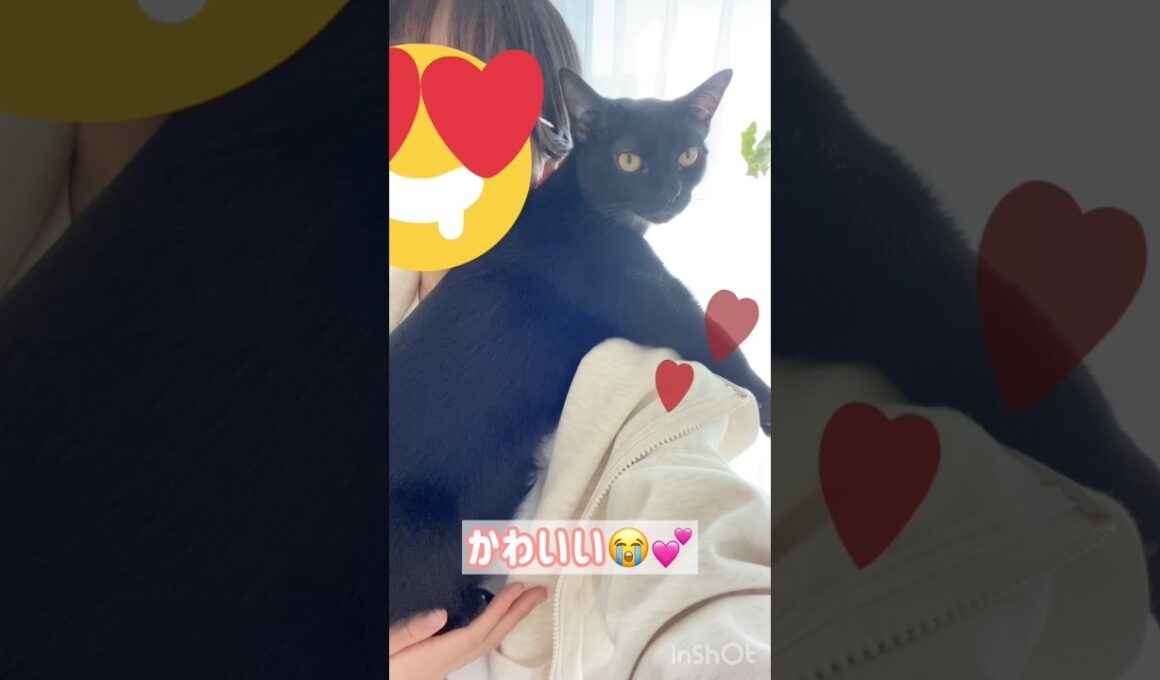 抱っこでゴキゲン🐈‍⬛黒猫ボンベイ　#cat #ねこ #ねこのいる生活 #ねこのいる暮らし #ねこ動画 #猫 #猫好きさんと繋がりたい #かわいい #癒やし #甘えん坊