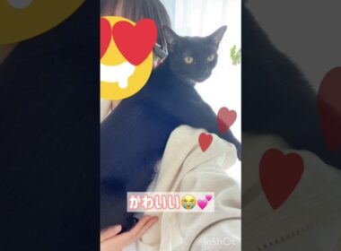 抱っこでゴキゲン🐈‍⬛黒猫ボンベイ　#cat #ねこ #ねこのいる生活 #ねこのいる暮らし #ねこ動画 #猫 #猫好きさんと繋がりたい #かわいい #癒やし #甘えん坊