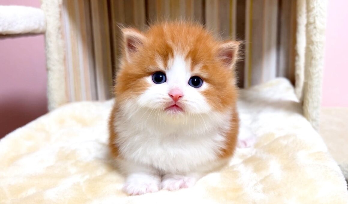 【マンチカンの子猫】久しぶりの子猫の成長記録です ～猫のいる生活Vol.1085～出産動画 マンチカン短足・ミヌエット・ペルシャ猫専門ブリーダー『ペット蔵人』【子猫の成長記録】