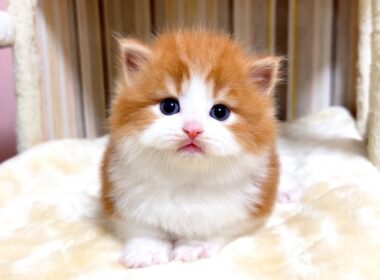 【マンチカンの子猫】久しぶりの子猫の成長記録です ～猫のいる生活Vol.1085～出産動画 マンチカン短足・ミヌエット・ペルシャ猫専門ブリーダー『ペット蔵人』【子猫の成長記録】