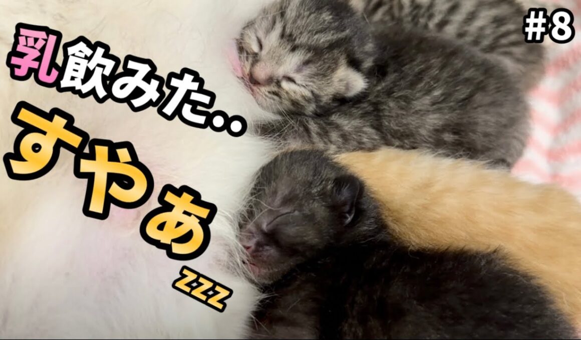 保護した野良ママが産んだ子猫達…お乳を狙うも途中で力尽きてしまう【生後3日】