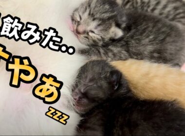 保護した野良ママが産んだ子猫達…お乳を狙うも途中で力尽きてしまう【生後3日】