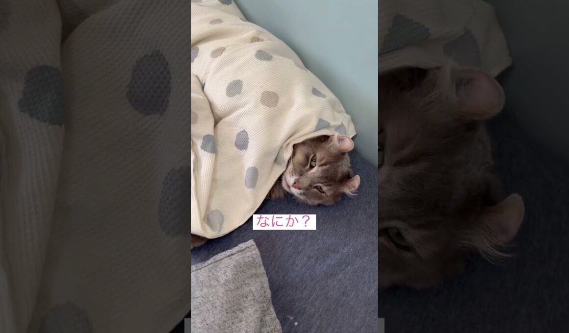 なにか？ #ねこ動画 #アメリカンカール #catvideo