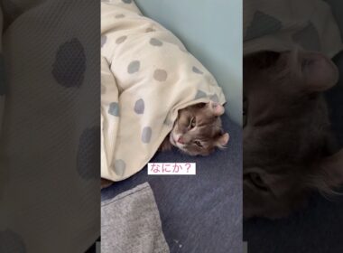 なにか？ #ねこ動画 #アメリカンカール #catvideo