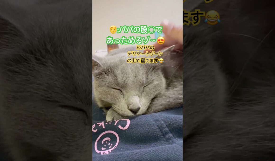 デリケートな場所で寝る猫❤️ #猫 #ロシアンブルー #catshorts #shorts