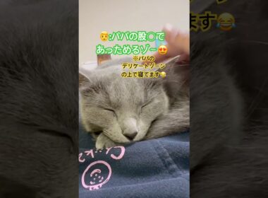 デリケートな場所で寝る猫❤️ #猫 #ロシアンブルー #catshorts #shorts