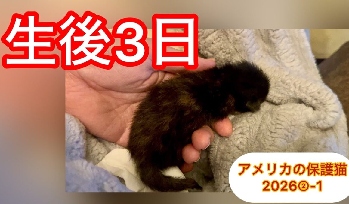 生後３日、１匹で保護された子猫がやってきた ②−１