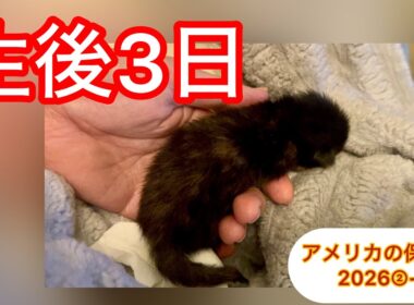 生後３日、１匹で保護された子猫がやってきた ②−１