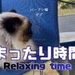 バーマン猫ガブとウリとラフ【まったり時間】Relaxing time（バーマン猫）Birman/Cat