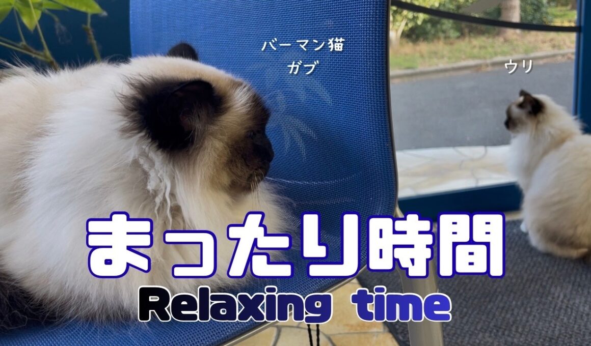 バーマン猫ガブとウリとラフ【まったり時間】Relaxing time（バーマン猫）Birman/Cat