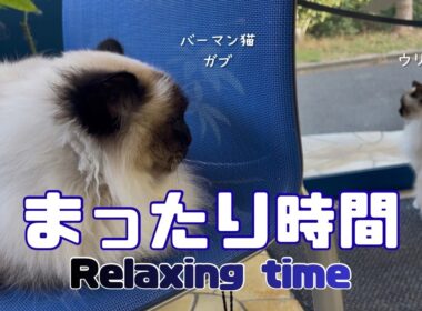 バーマン猫ガブとウリとラフ【まったり時間】Relaxing time（バーマン猫）Birman/Cat