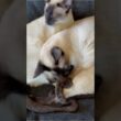 色が付くシャム猫 Siamese Cats get Darker  #しゃむねこ #cat #子ネコ #cute #catcat #siamesecat