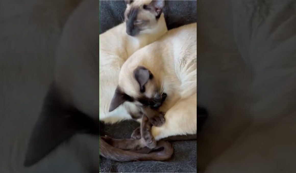 色が付くシャム猫 Siamese Cats get Darker  #しゃむねこ #cat #子ネコ #cute #catcat #siamesecat