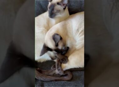 色が付くシャム猫 Siamese Cats get Darker  #しゃむねこ #cat #子ネコ #cute #catcat #siamesecat