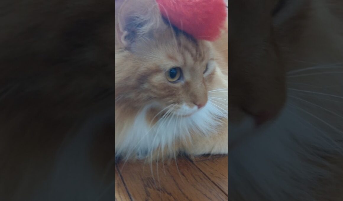 やりたくない？#cat#メインクーン