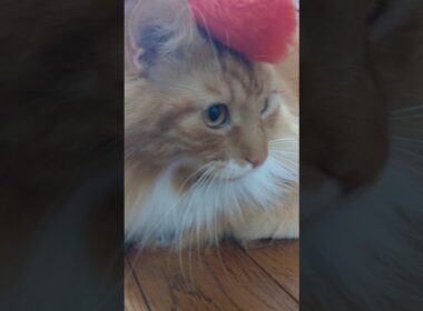 やりたくない？#cat#メインクーン