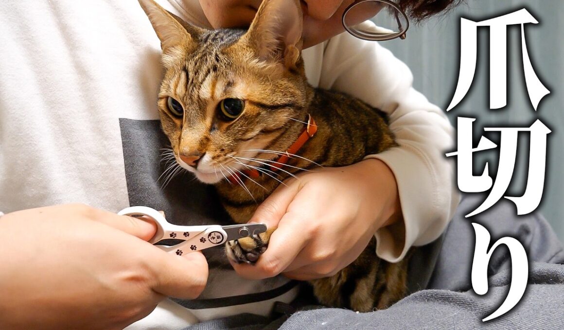 ティガーの爪を切り続けて11年。華麗なる爪切りをお見せします。