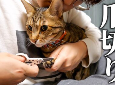 ティガーの爪を切り続けて11年。華麗なる爪切りをお見せします。