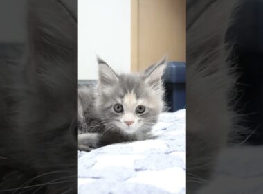 優しいメインクーン赤ちゃんの安寿ちゃん