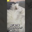 ペルシャの寝姿#ネコ＃イビキ＃ショート#にゃんまるにゃんにゃん