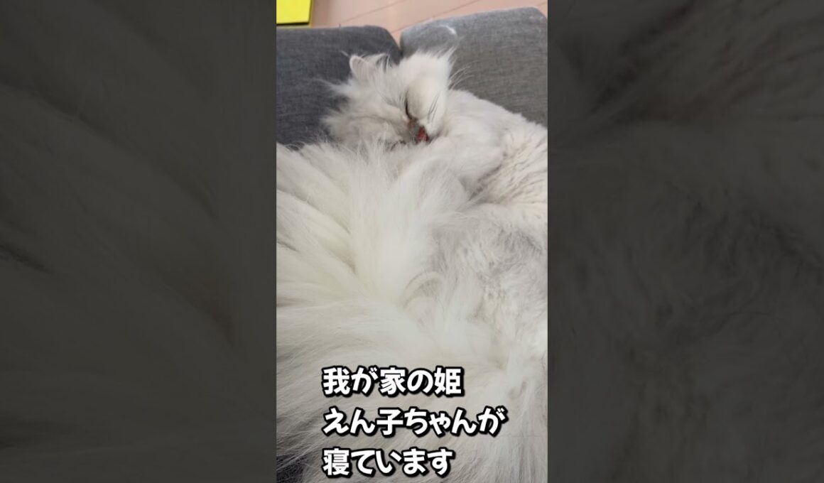ペルシャの寝姿#ネコ＃イビキ＃ショート#にゃんまるにゃんにゃん