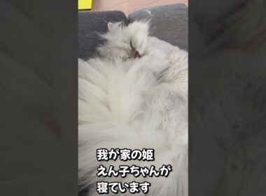 ペルシャの寝姿#ネコ＃イビキ＃ショート#にゃんまるにゃんにゃん