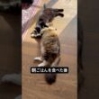 仲良しだね。 #cat #猫のいる暮らし #ボンベイ #メインクーン