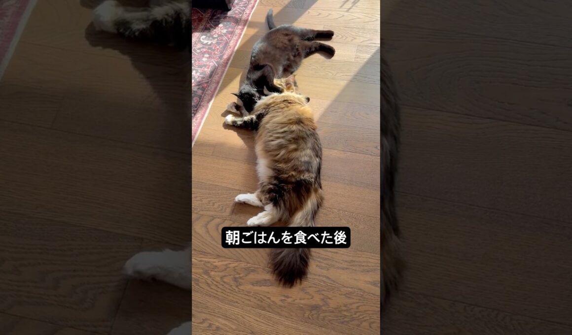 仲良しだね。 #cat #猫のいる暮らし #ボンベイ #メインクーン