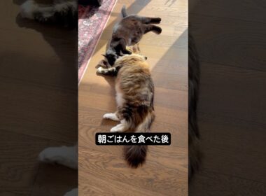 仲良しだね。 #cat #猫のいる暮らし #ボンベイ #メインクーン