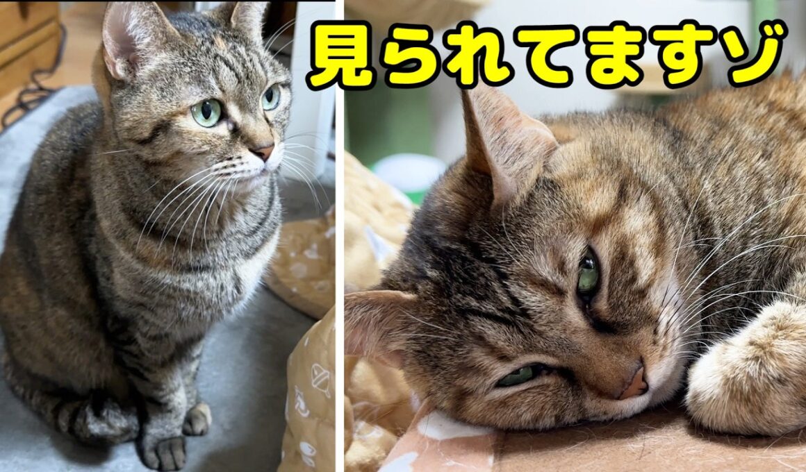 不器用な姉猫がおっとり妹猫が好きすぎてこうなりました…