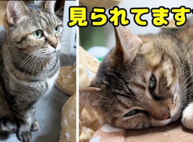 不器用な姉猫がおっとり妹猫が好きすぎてこうなりました…