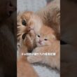 チャロの子猫たちの成長記録