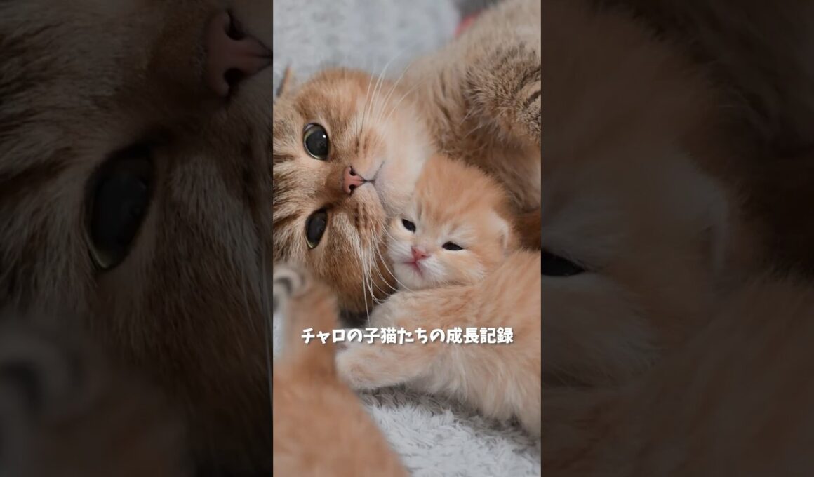チャロの子猫たちの成長記録