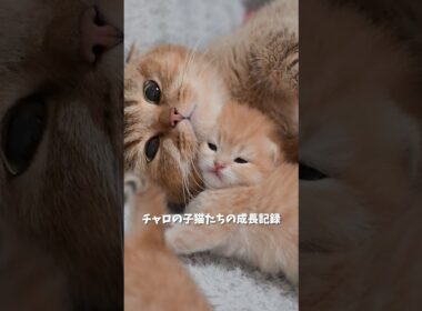 チャロの子猫たちの成長記録