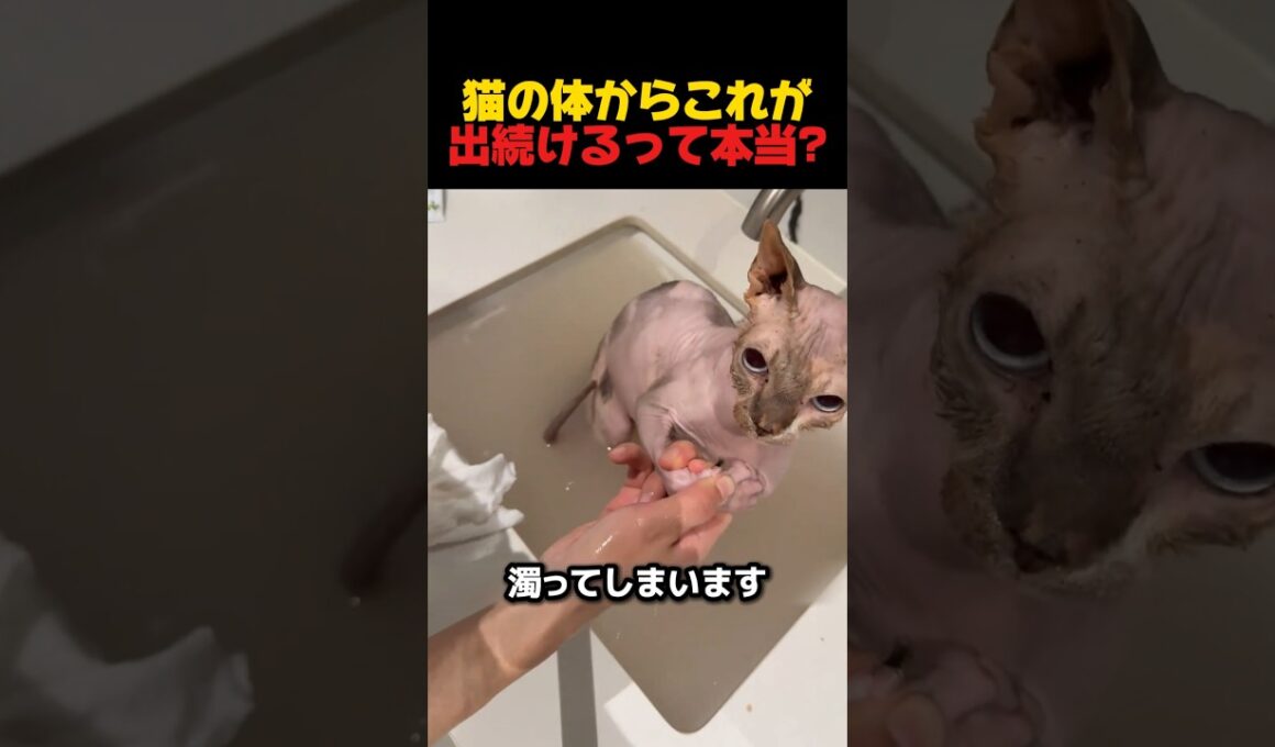 猫の体からこれが出続けるって本当? #スフィンクス猫 #猫のいる生活