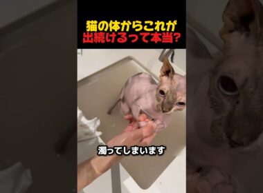 猫の体からこれが出続けるって本当? #スフィンクス猫 #猫のいる生活