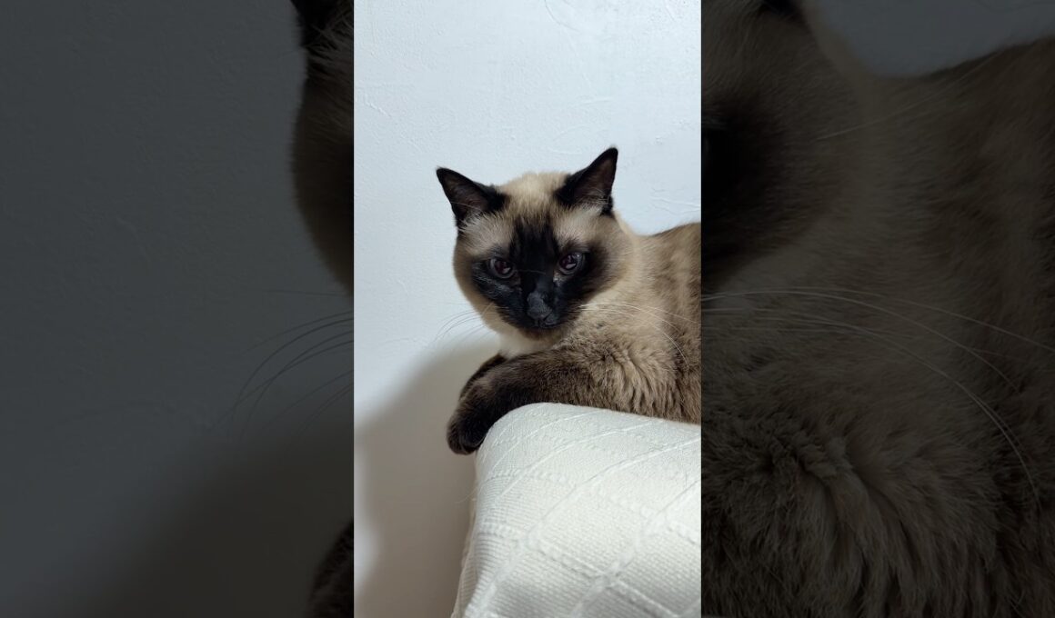 顔に毛がついてるシャム猫のふくさん【たぬき猫】 #cat #しゃむねこ #猫のいる暮らし #猫好きさんと繋がりたい #ねこ #cutecat #cat2026年4月23日