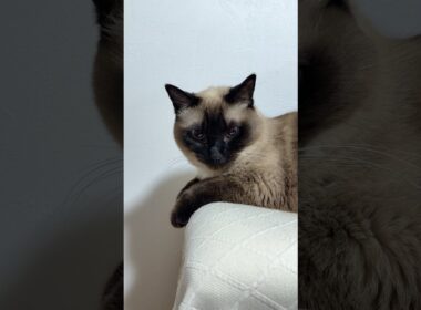 顔に毛がついてるシャム猫のふくさん【たぬき猫】 #cat #しゃむねこ #猫のいる暮らし #猫好きさんと繋がりたい #ねこ #cutecat #cat2026年4月23日