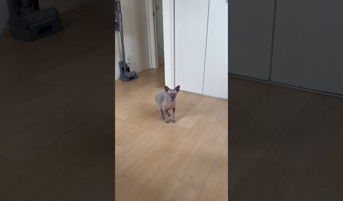 1人で寝てて寂しくなってママのところに来た猫スルタン【スフィンクス】