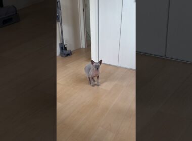 1人で寝てて寂しくなってママのところに来た猫スルタン【スフィンクス】