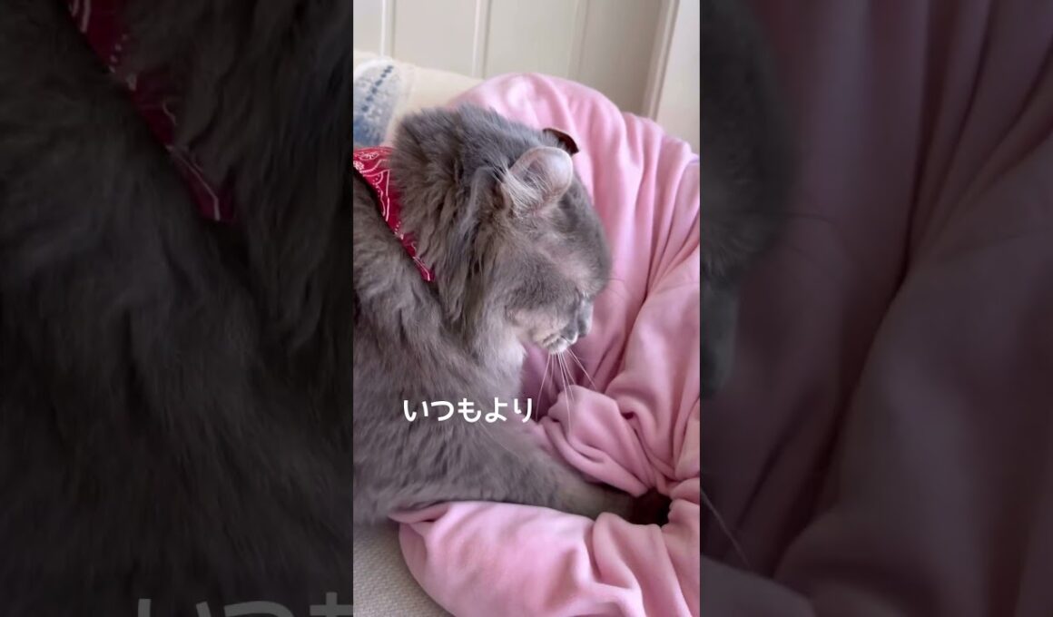 猫動画 #shorts  またまたカービィふみふみ  #￼アメリカンカール