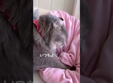 猫動画 #shorts  またまたカービィふみふみ  #￼アメリカンカール