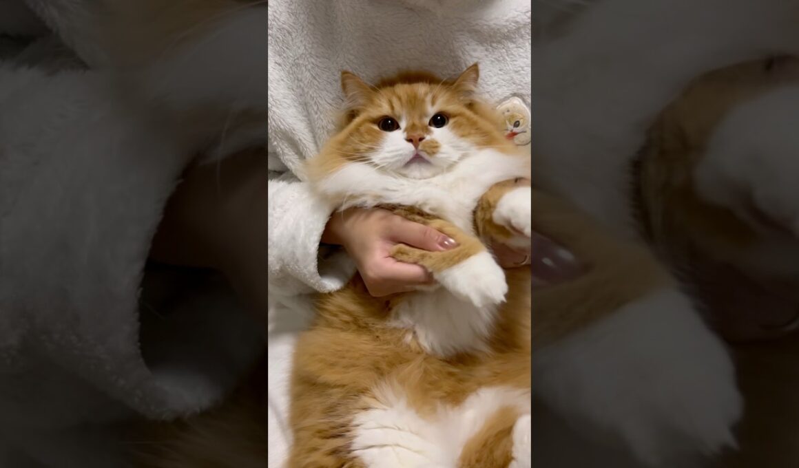 お久しぶりです🐈⸒⸒⸒⸒ #shorts #猫 #マンチカン #短足マンチカン #cat #munchkin